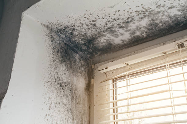 Affordable Mold Cleanup solutions in Franklin, MI